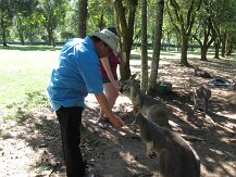 Feeding Kangaroo