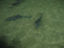IMG_1556