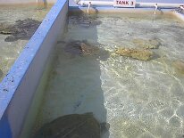 IM001306