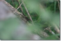 IMG_0751