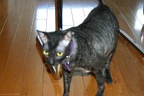 IMG_0431