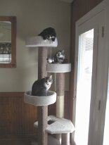 Cats_in_Tree