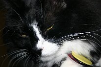 IMG_8558