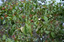 IMG_9352