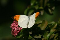 IMG_9357