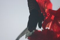 IMG_9359