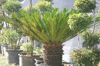 IMG_9238