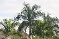 IMG_9239