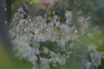 IMG_9240