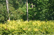 IMG_9242