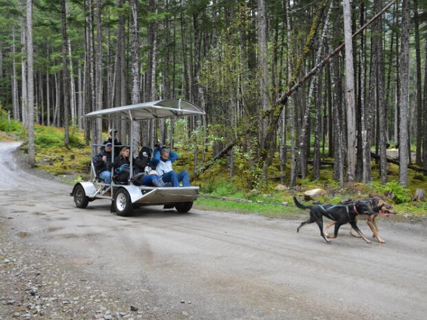 Dog Sled Trainer