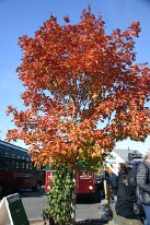 IMG_9836