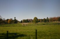 IMG_0007