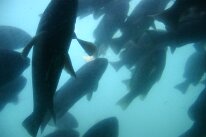 IMG_4718