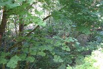 IMG_4577