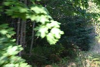 IMG_4578