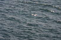 IMG_4642